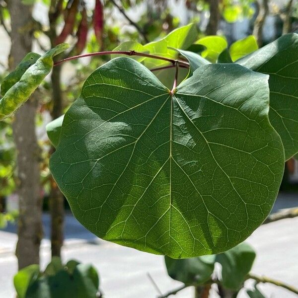 Cercis griffithii ഇല