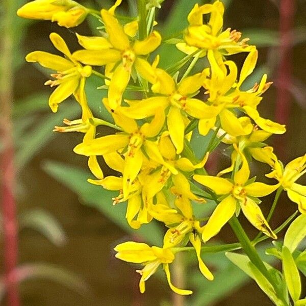 Lysimachia terrestris Flower