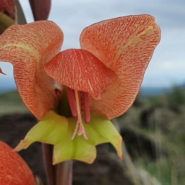 Gladiolus dalenii Blomma