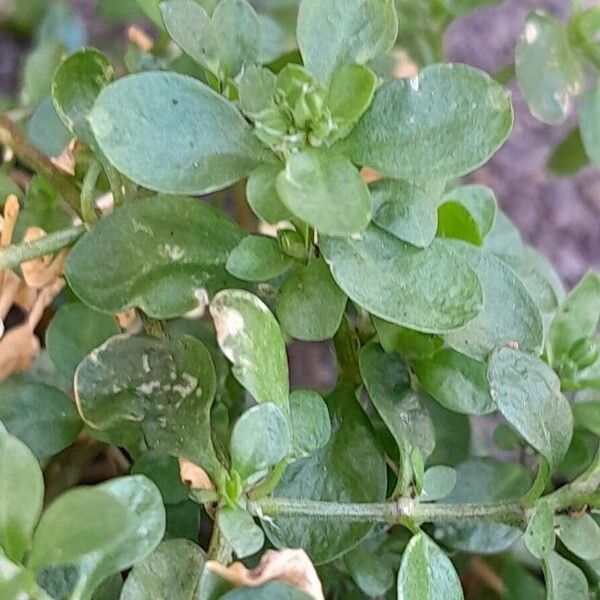 Polycarpon tetraphyllum Foglia