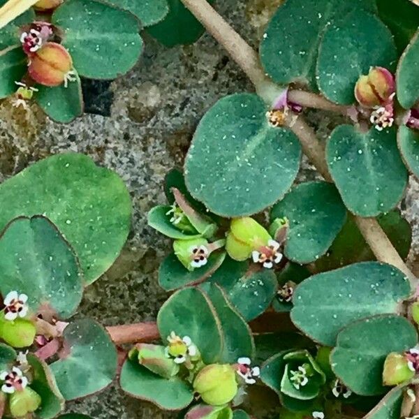Euphorbia serpens Vaisius