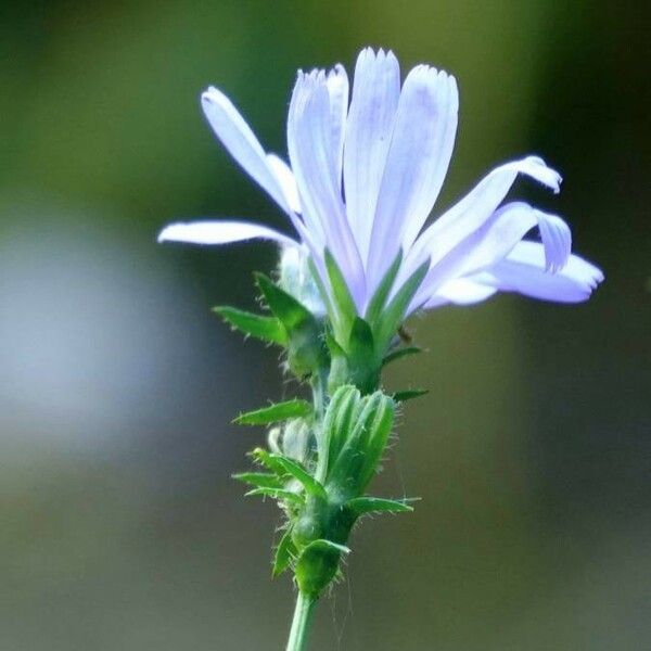 Cichorium endivia फूल