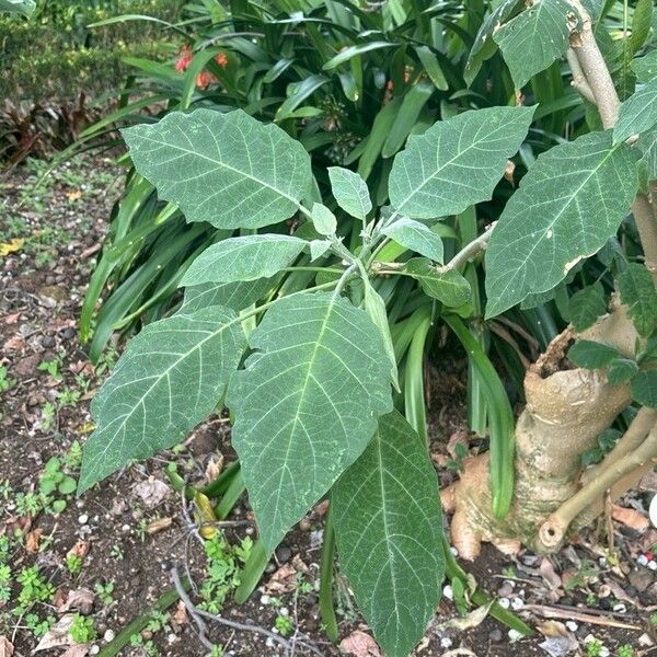 Brugmansia × candida Leaf