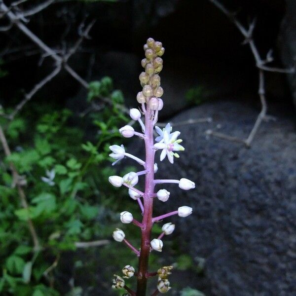 Scilla haemorrhoidalis Other