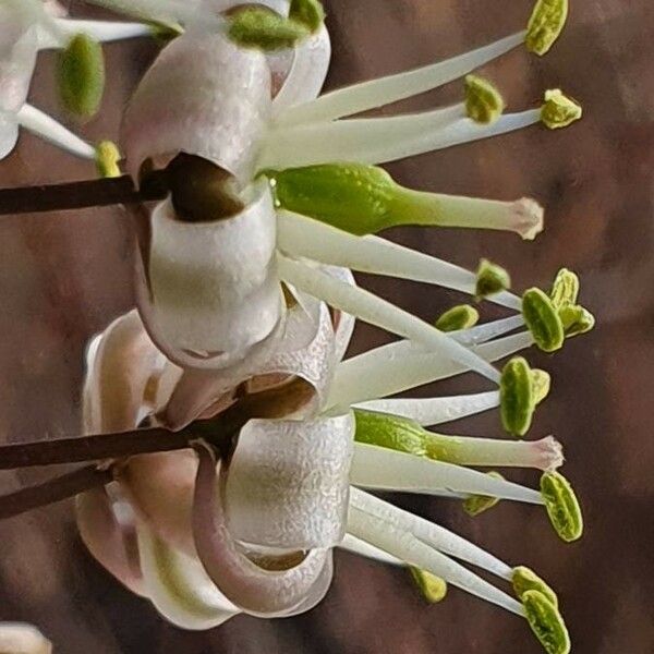 Drimia altissima Flower