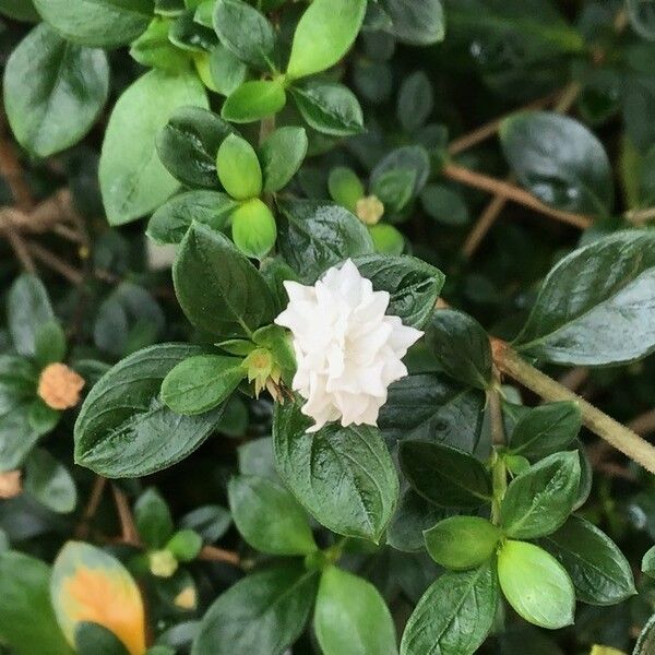 Serissa japonica Flower