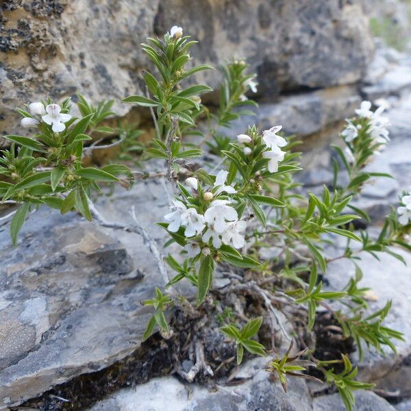 Satureja montana Habitus