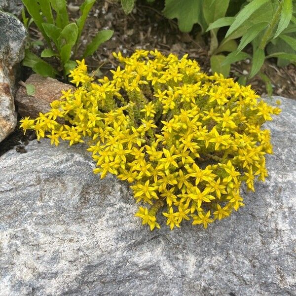 Sedum acre Blomma