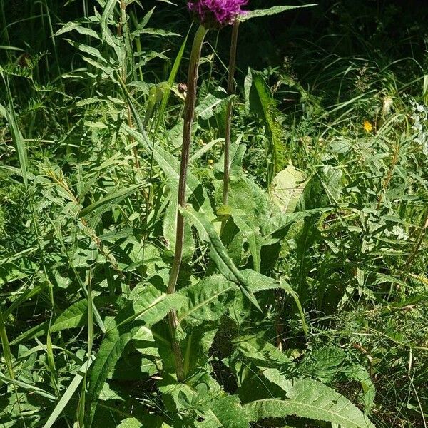 Cirsium heterophyllum Habit