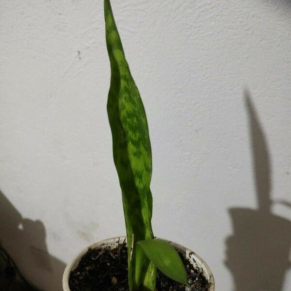 Sansevieria hyacinthoides Folha