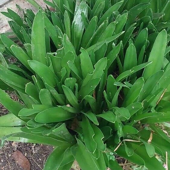 Scilla peruviana Leaf