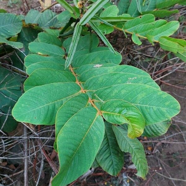 Senna alata Leaf