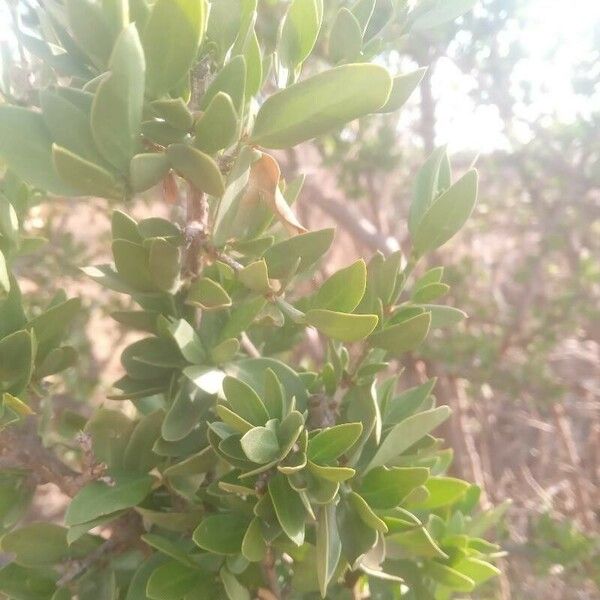 Pyrostria phyllanthoidea পাতা