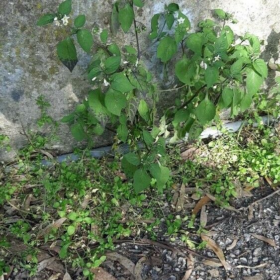 Solanum nigrum Habit