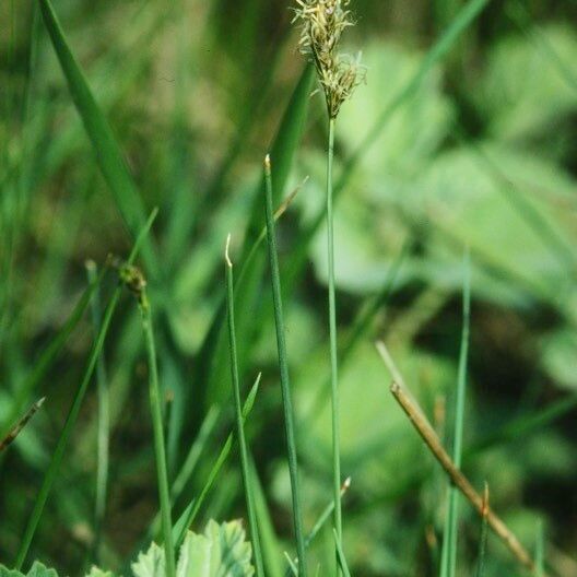 Carex divisa Kvet