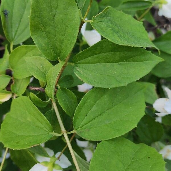 Philadelphus coronarius Lapas