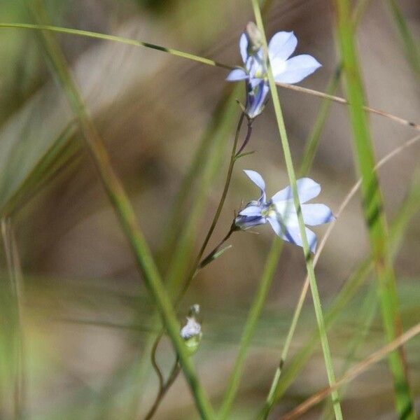 Lobelia kalmii Habitus