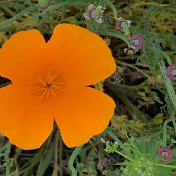 Eschscholzia californica Flor