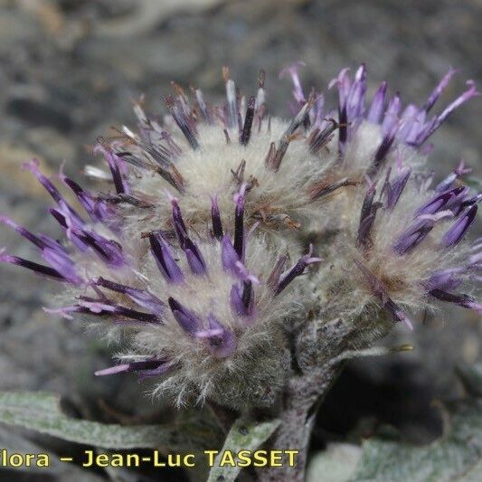 Saussurea alpina Flower