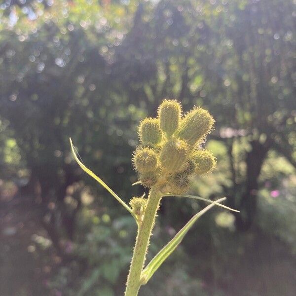 Sonchus palustris Кветка