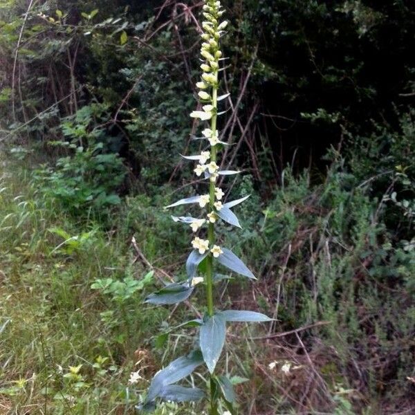 Digitalis lutea Листок