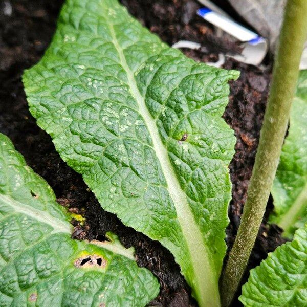 Primula × polyantha Foglia