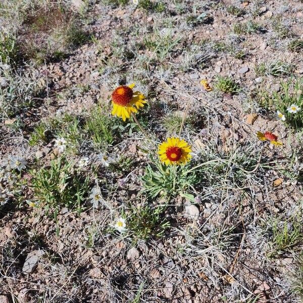 Gaillardia pinnatifida 花