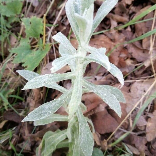 Artemisia ludoviciana Leht