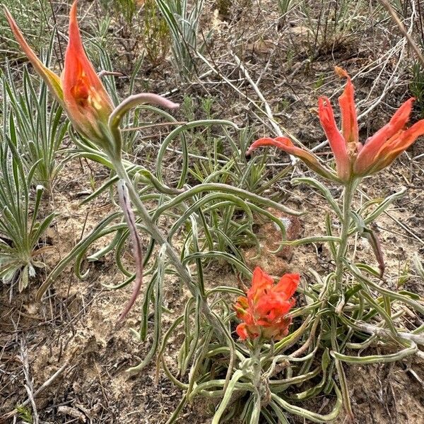 Castilleja integra फूल