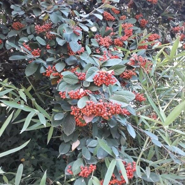 Cotoneaster coriaceus 果