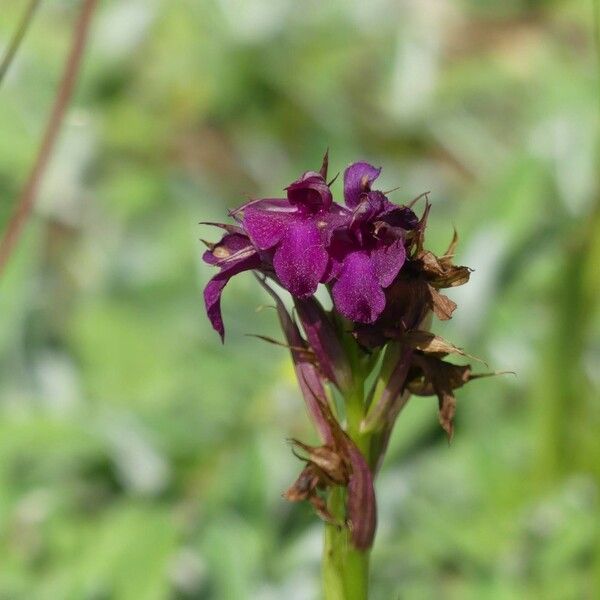 × Serapicamptis traverseriana 花