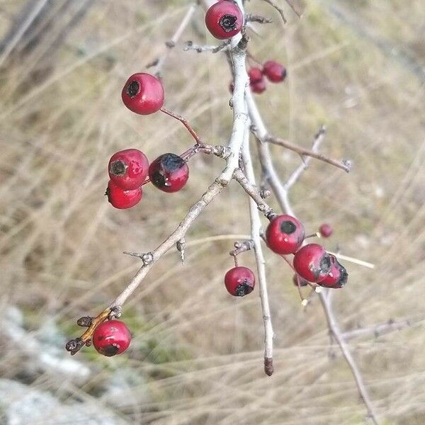 Crataegus laciniata Ffrwyth