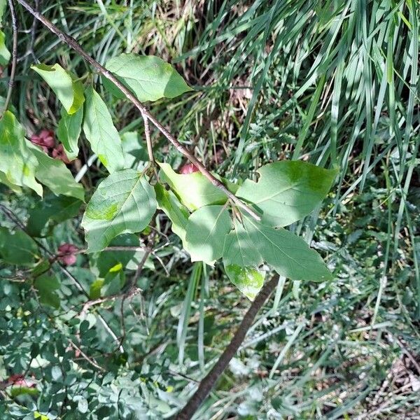 Euonymus latifolius Leaf