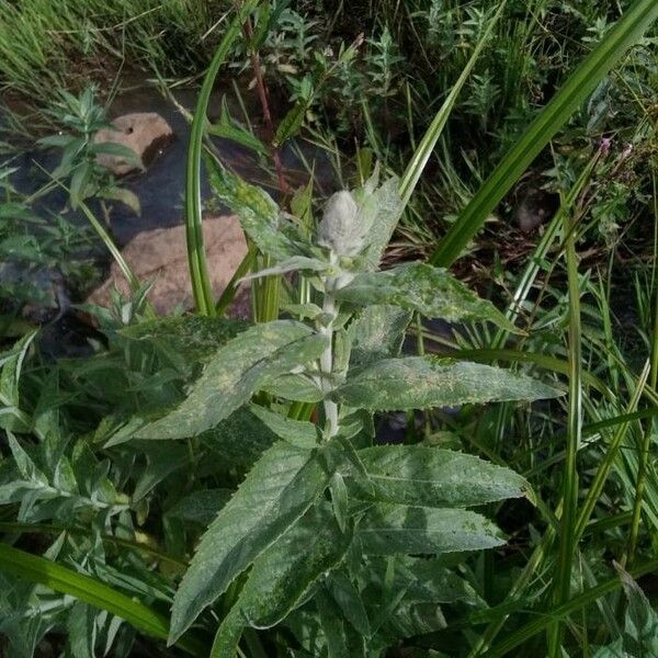 Mentha longifolia 花