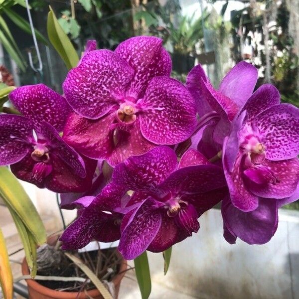 Vanda coerulescens Cvet