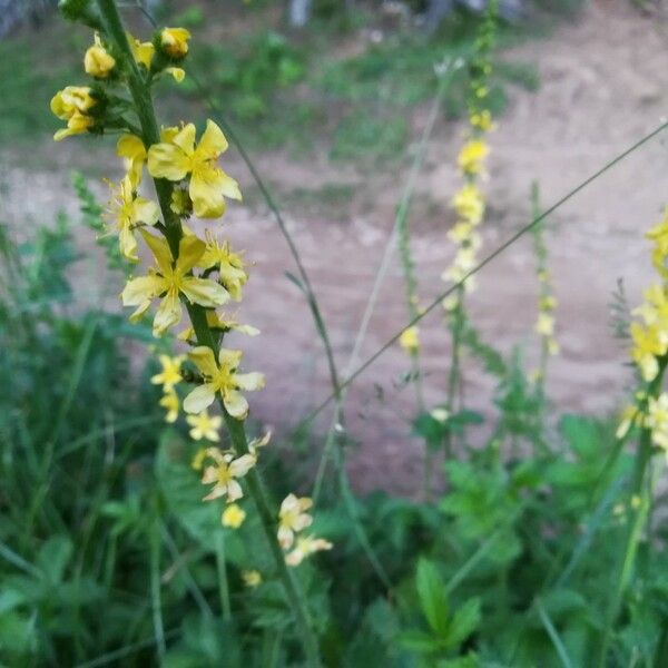 Agrimonia eupatoria ফুল