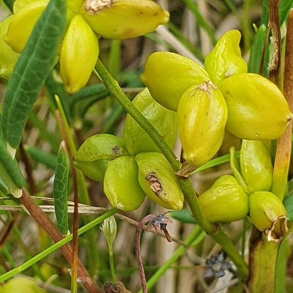 Scheuchzeria palustris Owoc