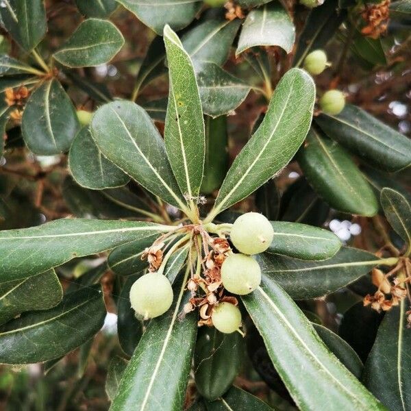 Pittosporum tobira Leaf