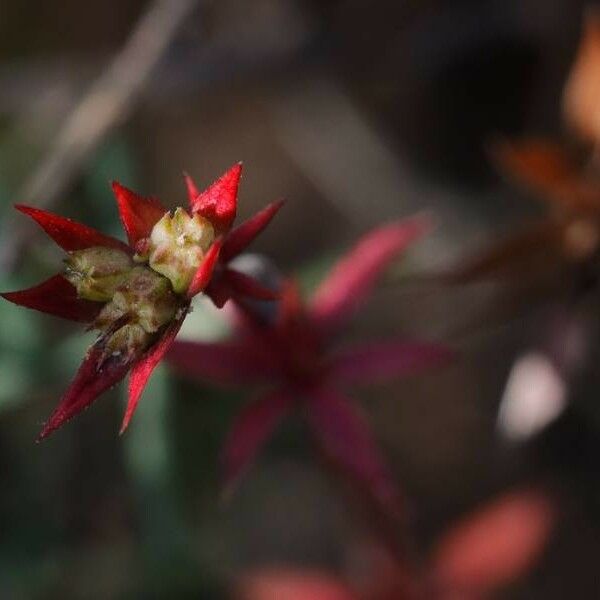 Sedum cespitosum Çiçek