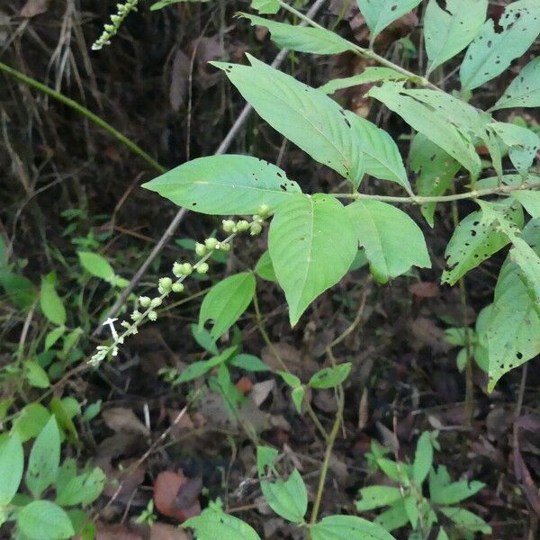 Gonzalagunia dicocca Leaf