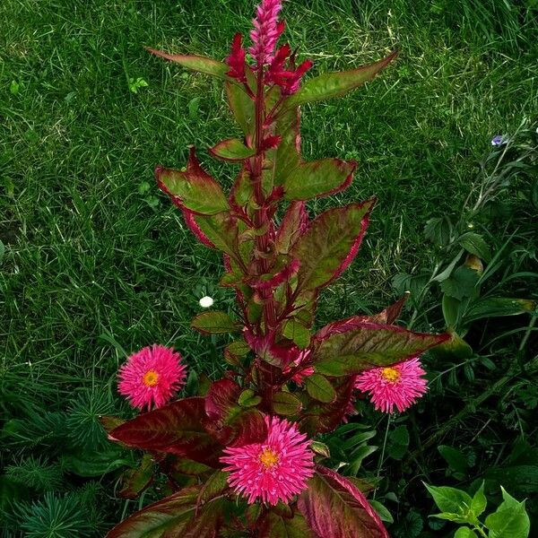 Amaranthus cruentus Žiedas