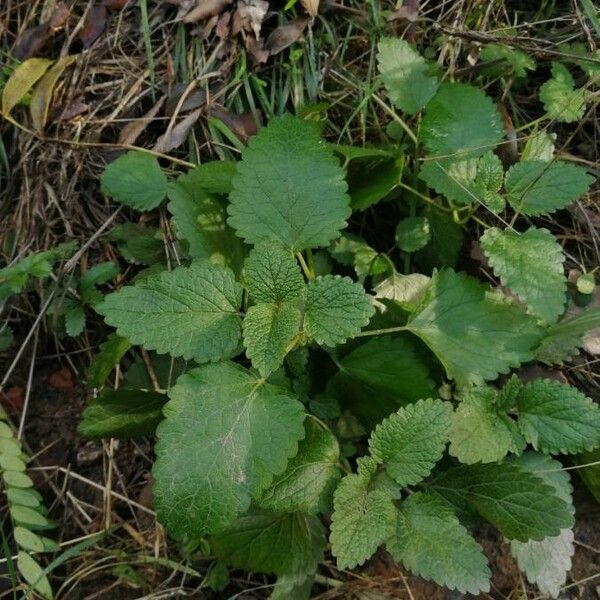 Melissa officinalis Leaf