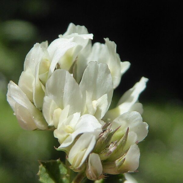 Trifolium nigrescens Lorea