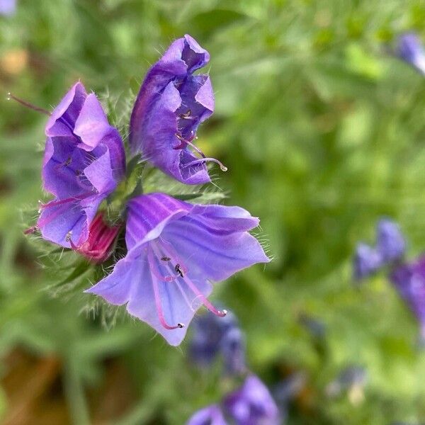 Echium plantagineum Çiçek