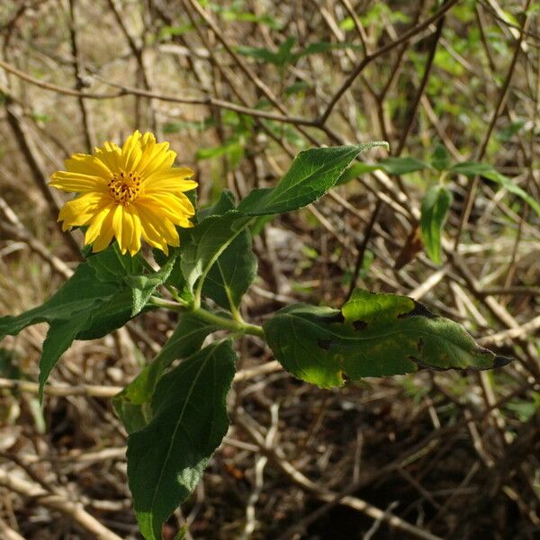 Wedelia calycina Flower