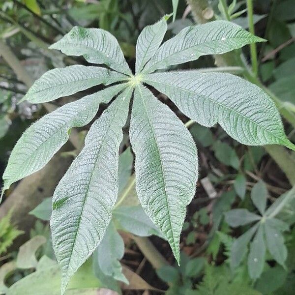 Cleome gigantea Leaf