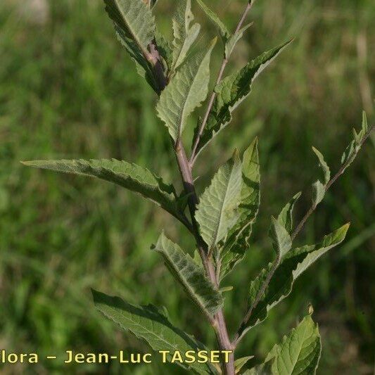 Sisymbrium strictissimum 果実