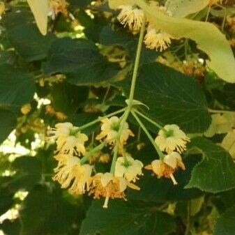 Tilia platyphyllos Flor