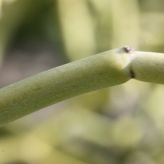 Cynanchum viminale Bark