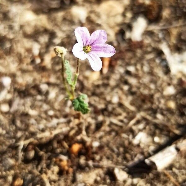 Erodium botrys Blodyn